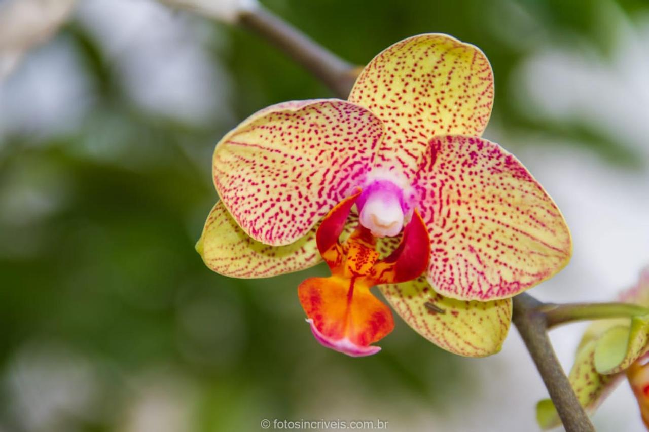 Pousada Natureza Divina パラチ エクステリア 写真