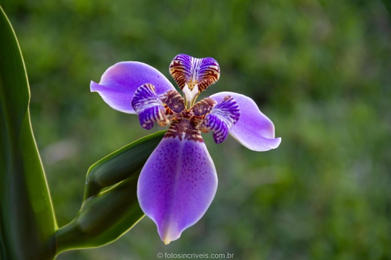 Pousada Natureza Divina パラチ エクステリア 写真